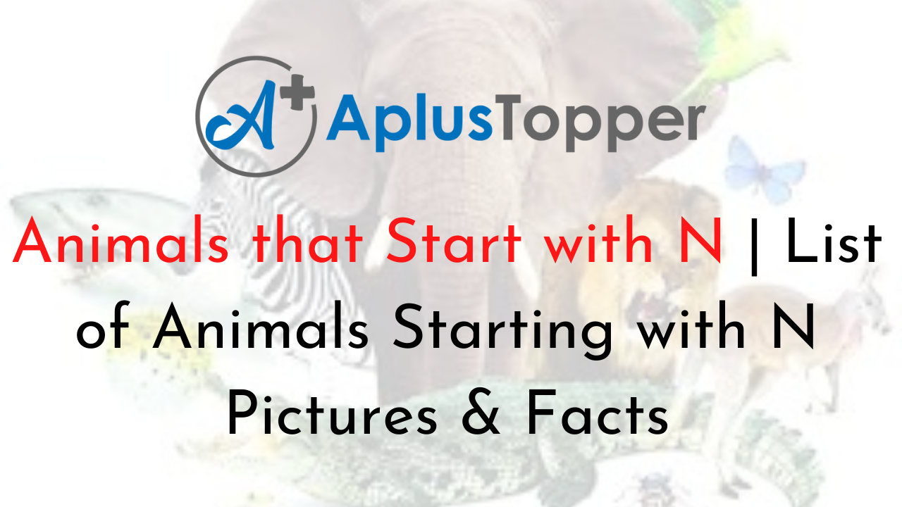 Animals that Start with N