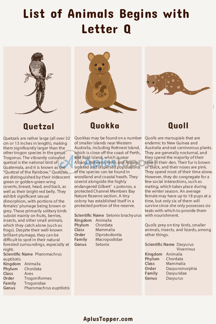 Animals that Start with Q 1