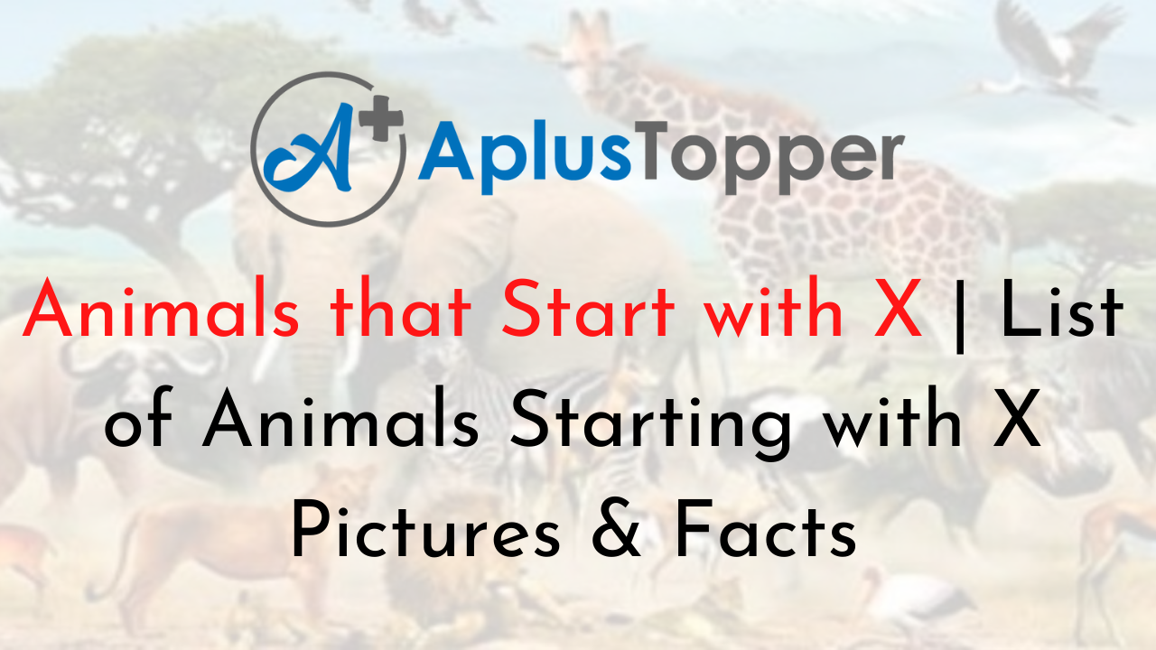 Animals that start with X