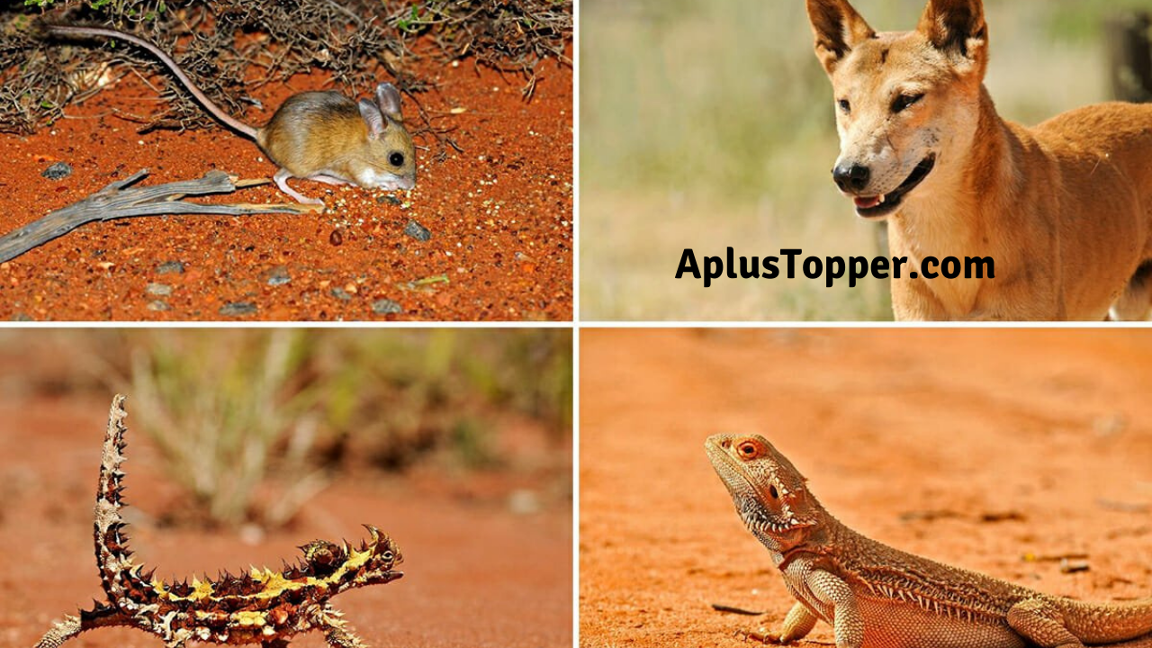 Desert Animals with Examples