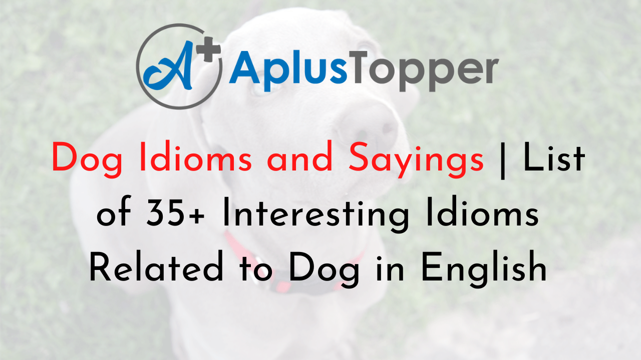 Dog Idioms and Sayings
