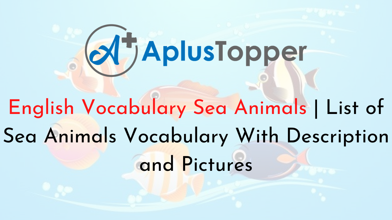 English Vocabulary Sea Animals