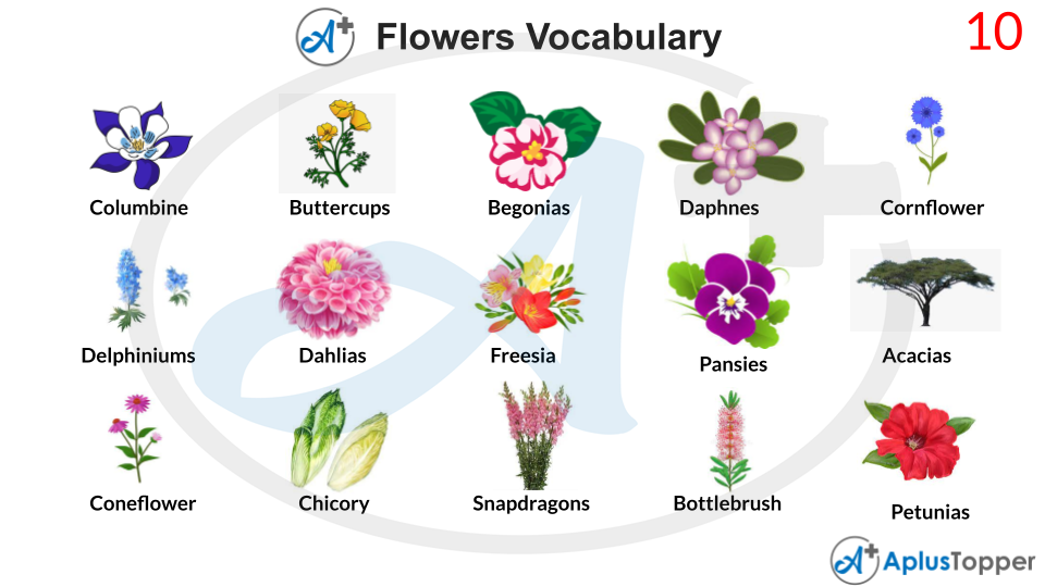 Flower Vocabulary