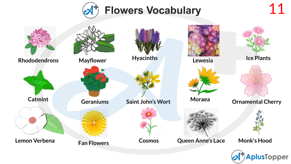 Flowers Vocabulary 11
