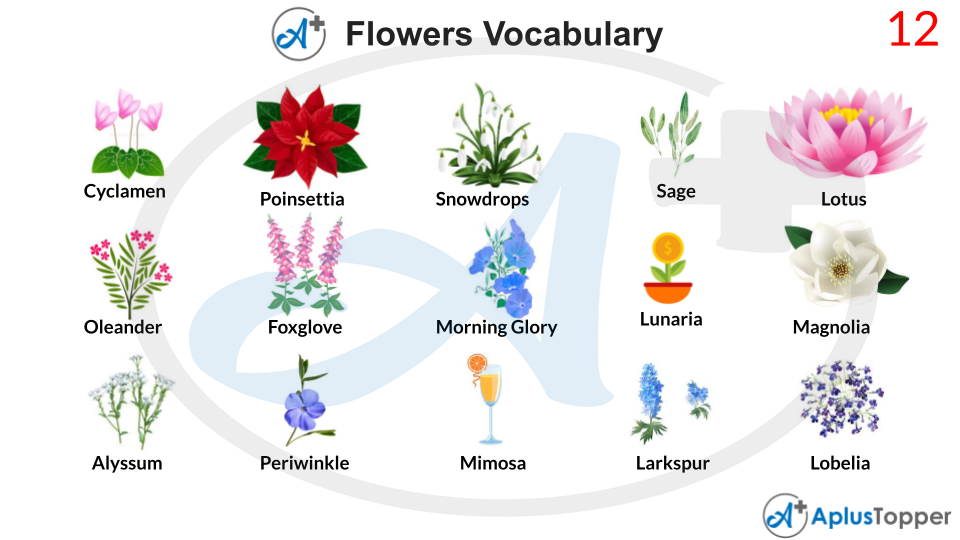 Flowers Vocabulary 12