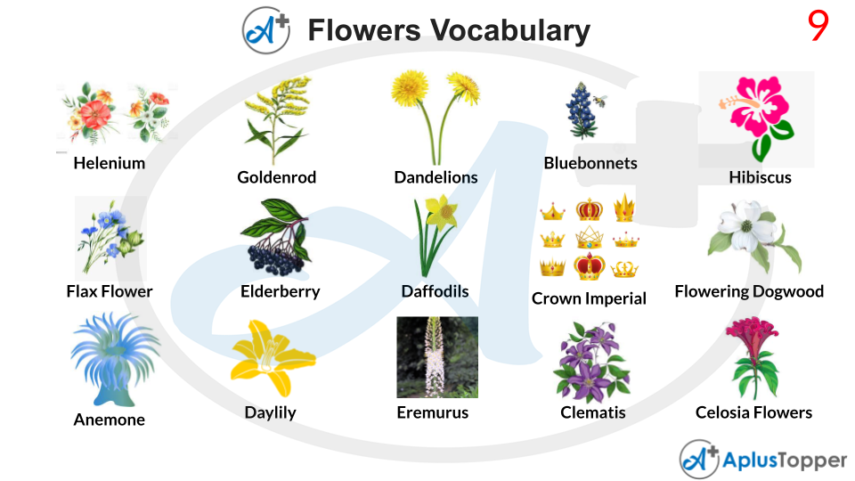 Flowers Vocabulary List of Words