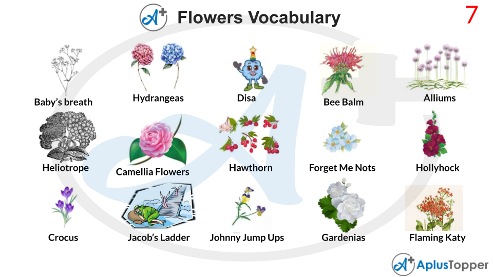 Flowers Vocabulary Meaning