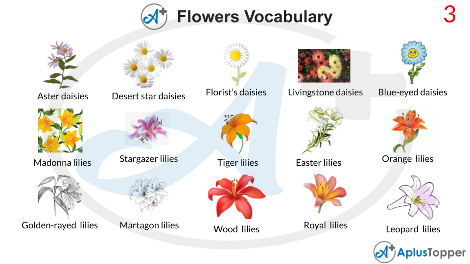 Flowers Vocabulary With Images