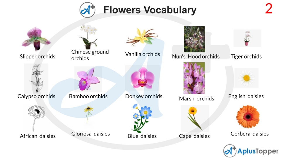 Flowers Vocabulary With Pictures