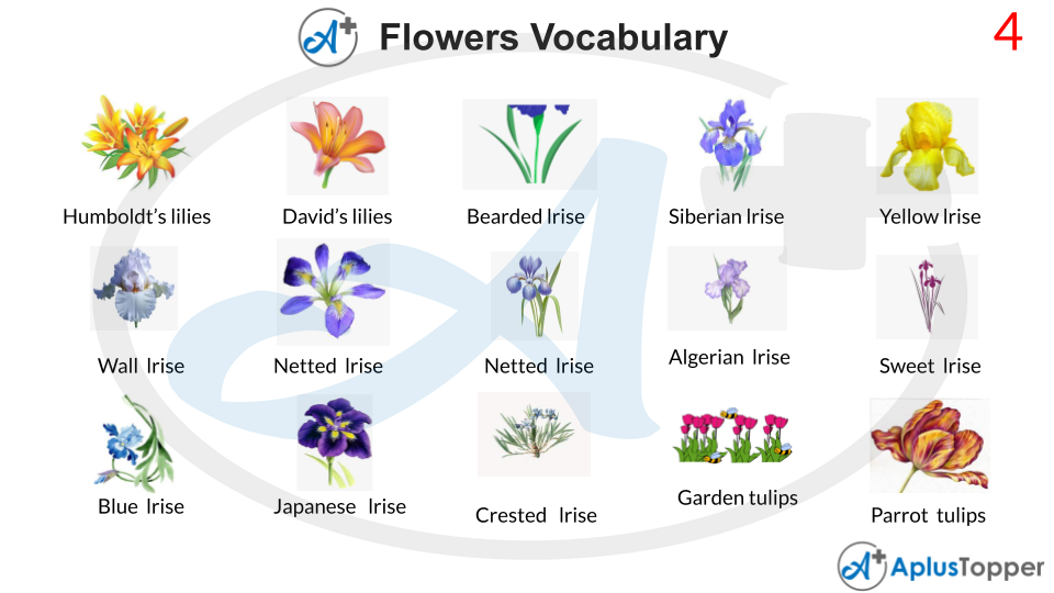 Flowers Vocabulary Words List