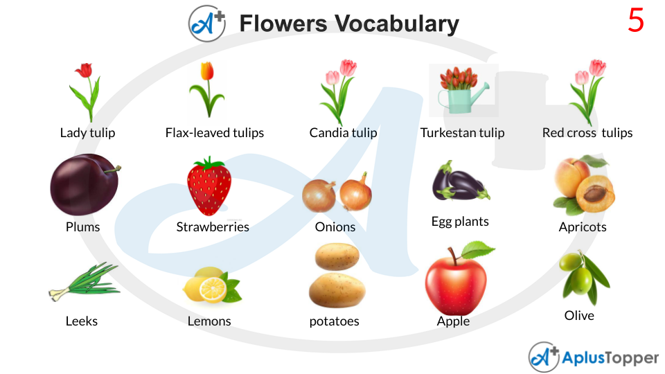 Flowers Vocabulary Words