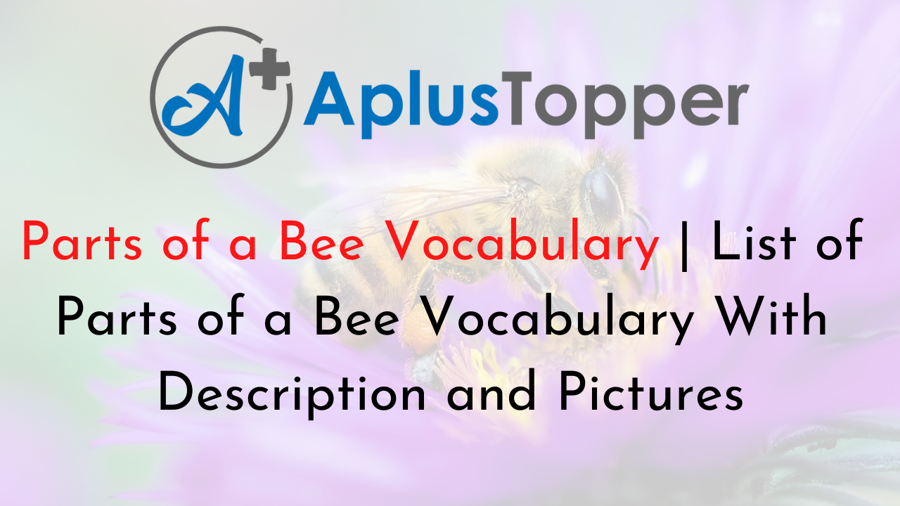 Parts of a Bee Vocabulary
