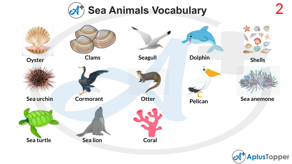 Sea Animals Vocabulary With Images