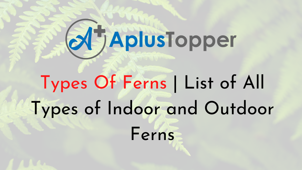 Types Of Ferns