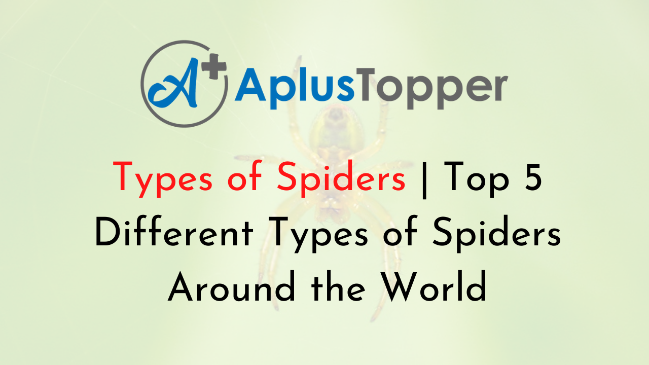 Types of Spider