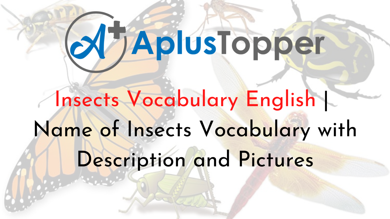 Insects Vocabulary English