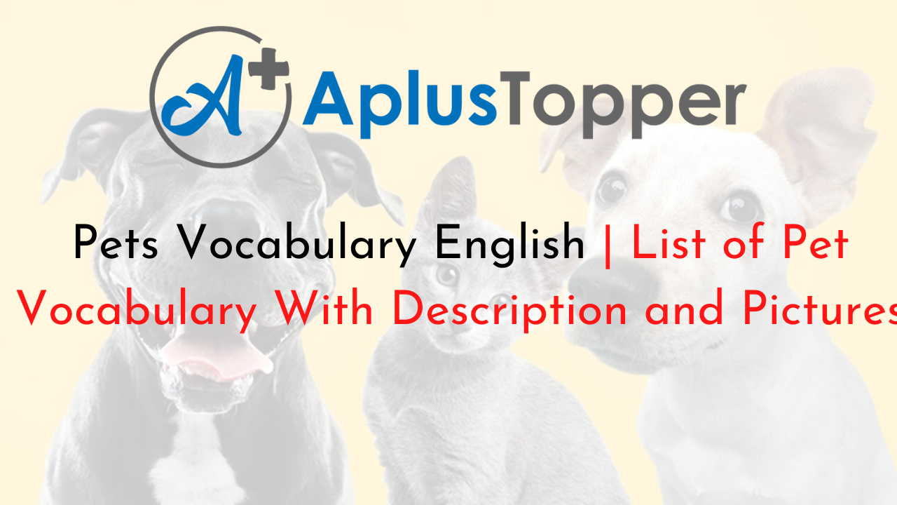 Pets Vocabulary English