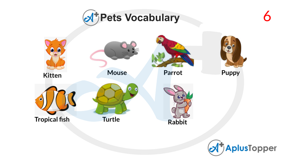 Pets Vocabulary PDF