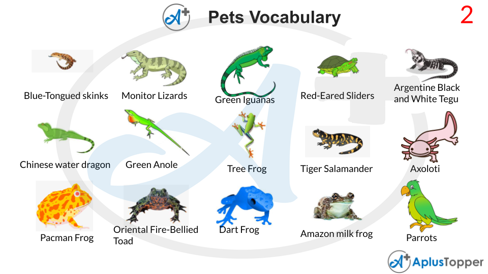 Pets Vocabulary With Images