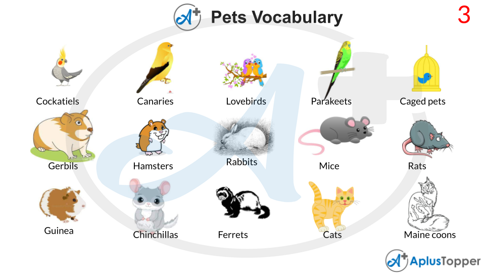 Pets Vocabulary With Pictures