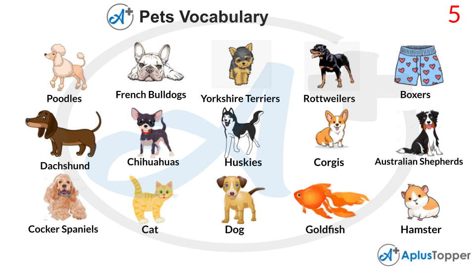 Pets Vocabulary Words List