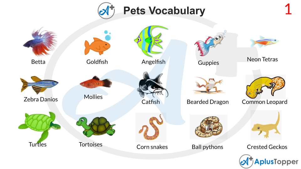 Pets Vocabulary