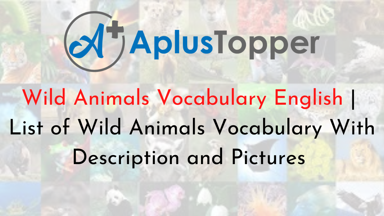 Wild Animals Vocabulary English