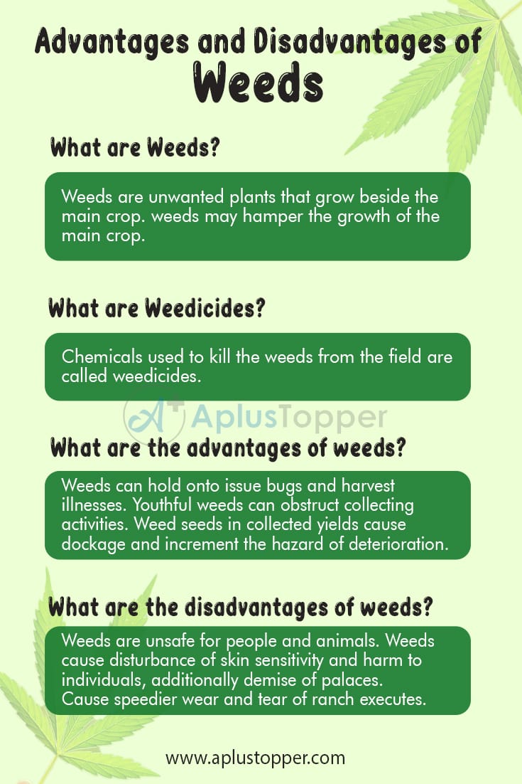 Advantages and Disadvantages of Weeds 2