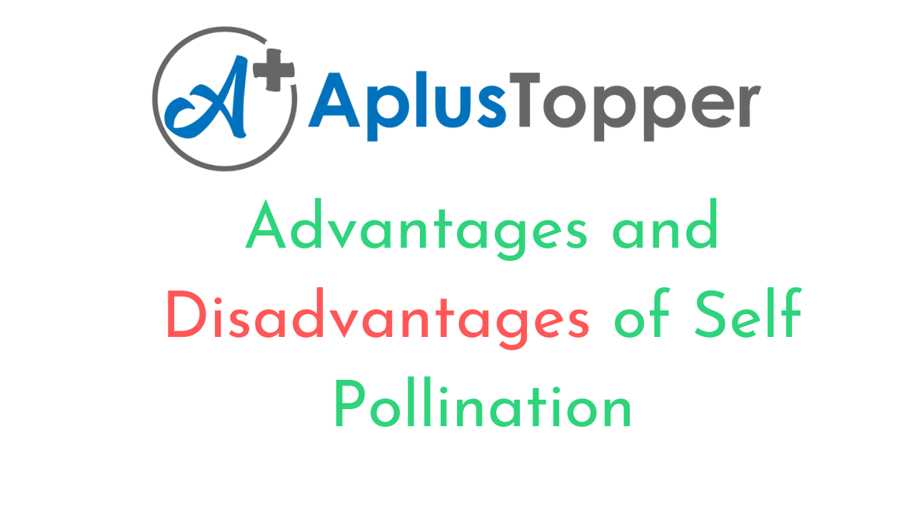 Advantages And Disadvantages of Self Pollination