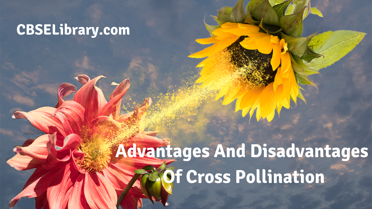 Advantages And Disadvantages Of Cross Pollination