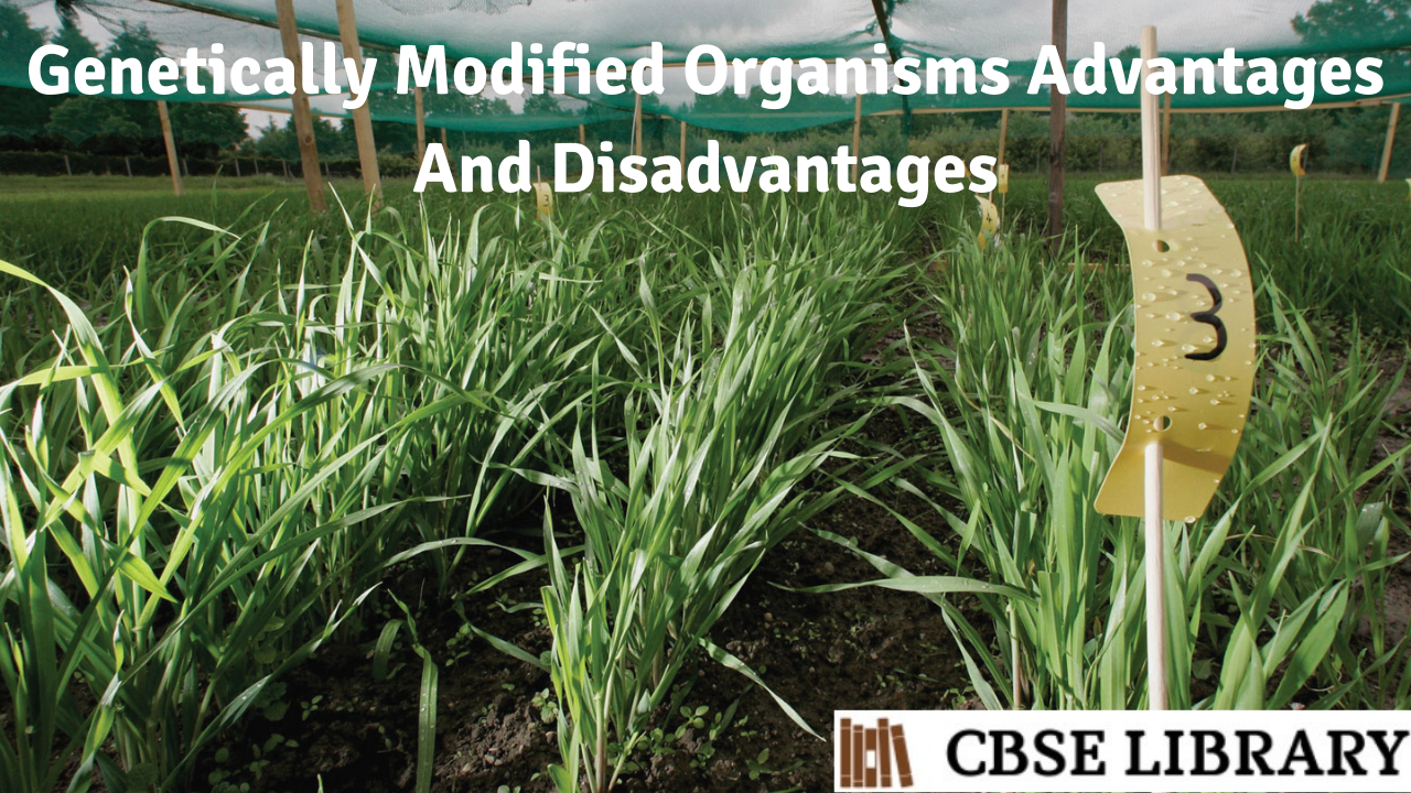 Genetically Modified Organisms Advantages And Disadvantages